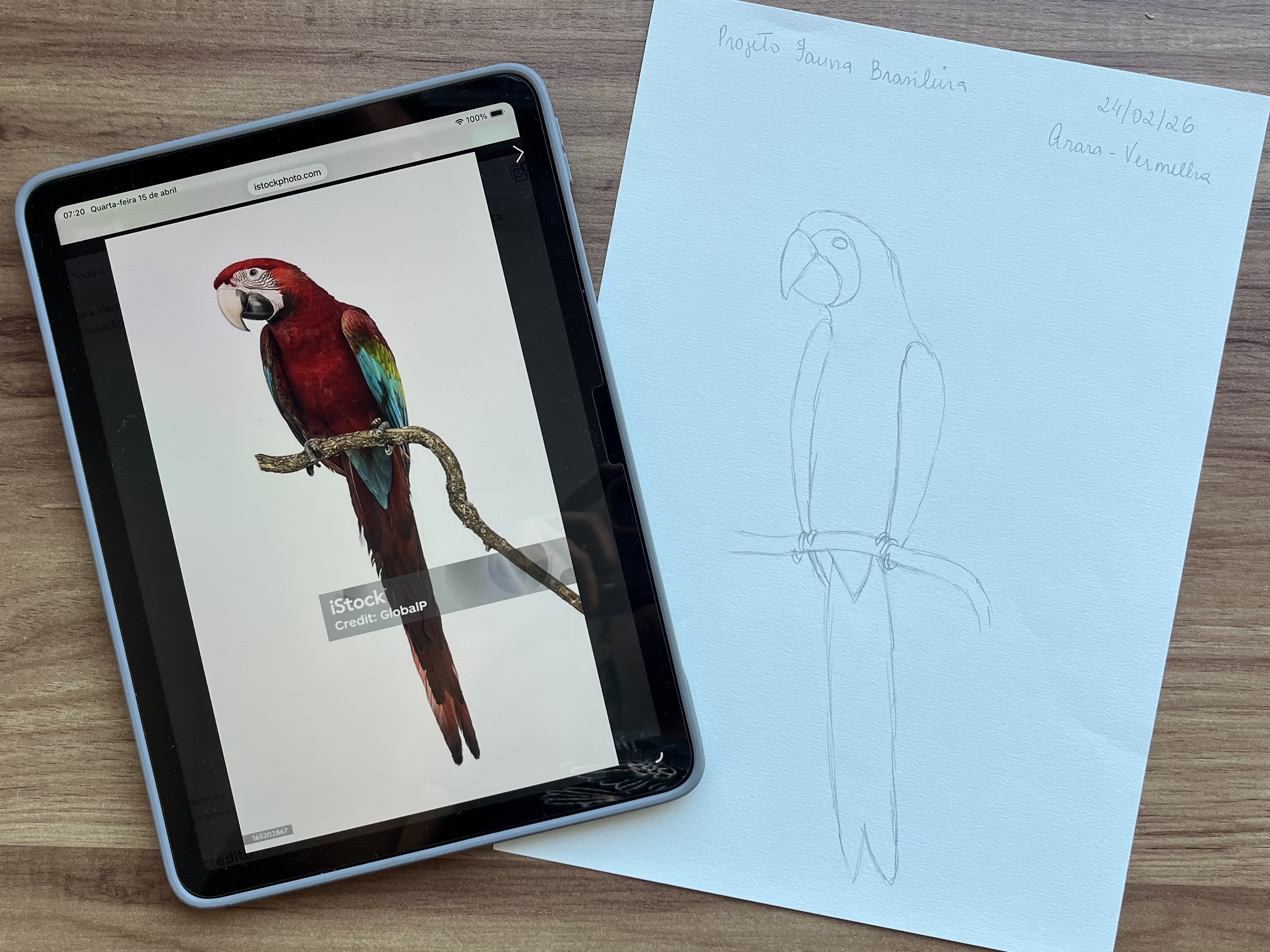 Foto da arara no iPad e desenho do risco da arara