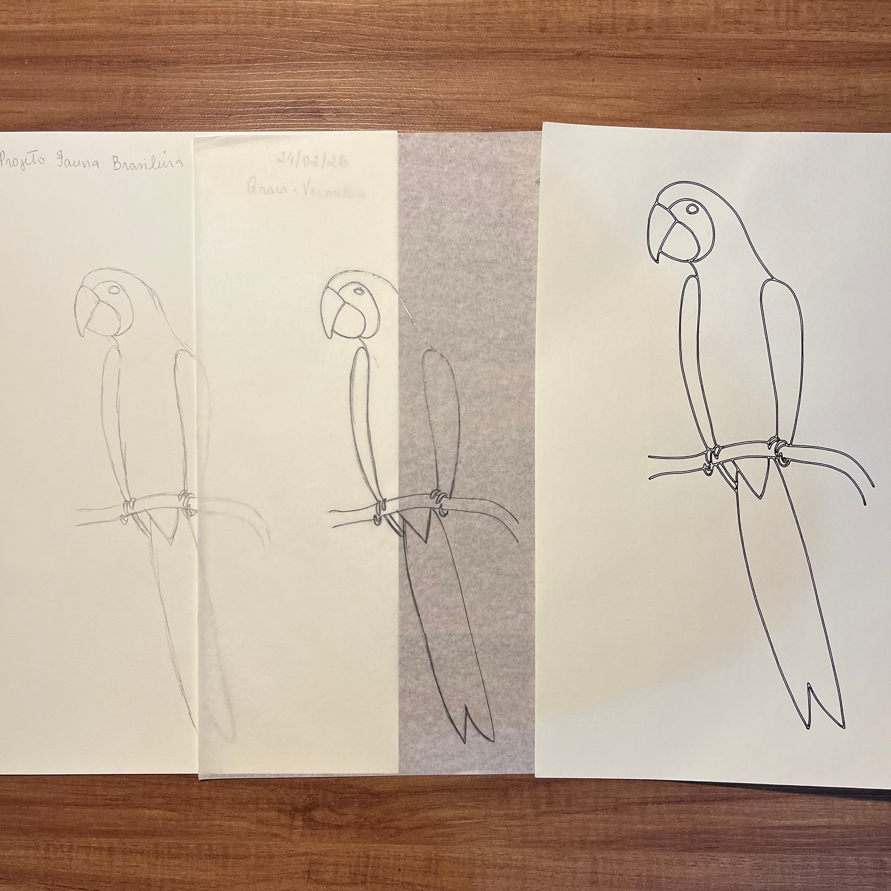desenhos à grafite da arara vermelha